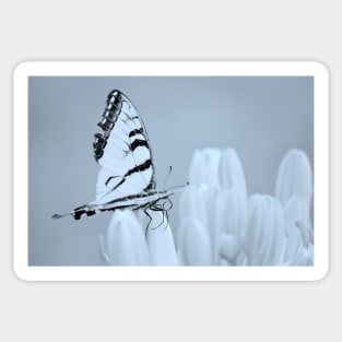 Swallowtail butterfly ~ on lily buds Sticker